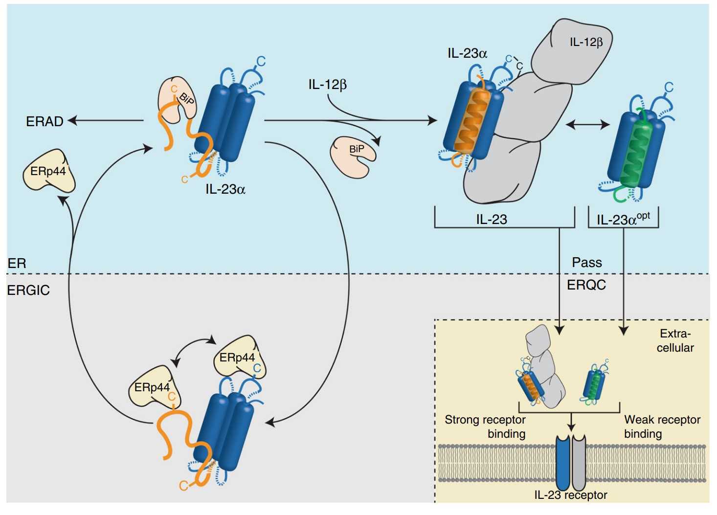 A model for IL-23 assembly control in the cell.jpg